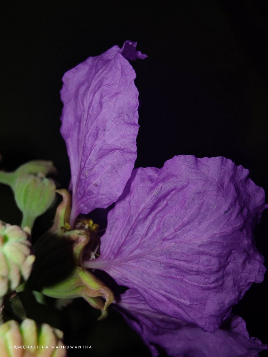 Lagerstroemia speciosa (L.) Pers.